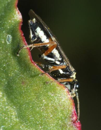 Aglaostigma fulvipes